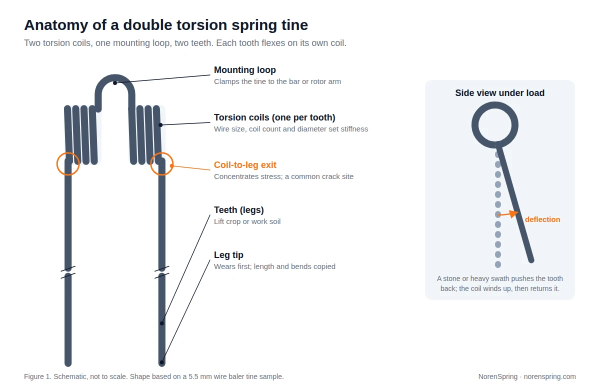 Diagram of a double torsion spring tine labelling the mounting loop, two torsion coils, the coil-to-leg exit as a common crack site, the teeth and leg tips, with a side view of a tooth deflecting under load