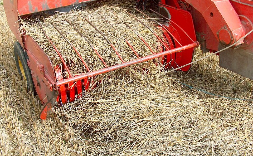The pickup of a small square baler lifting straw, with steel tines between guide strips on a reel