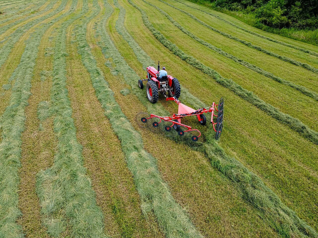 Aerial view of a tractor pulling a wheel rake across a hay field, gathering cut grass into windrows